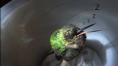 ¿Un colibrí que ronca? Esta es la “controvertida” verdad detrás de este VIDEO VIRAL