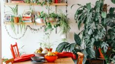 ¿Qué puedes hacer para proteger tus plantas? 3 Tips de cuidado