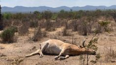 ¡Más que una leyenda! Qué especie es realmente el "Chupacabras" y cómo luce según los científicos