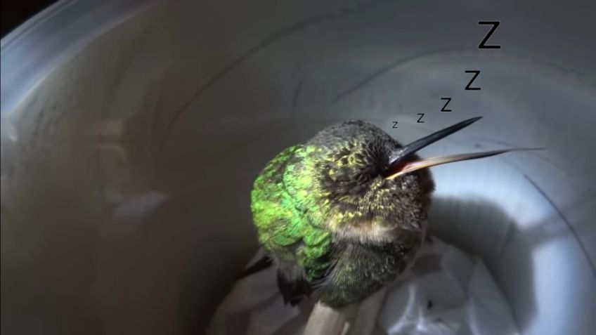 ¿Un colibrí que ronca? Esta es la “controvertida” verdad detrás de este VIDEO VIRAL