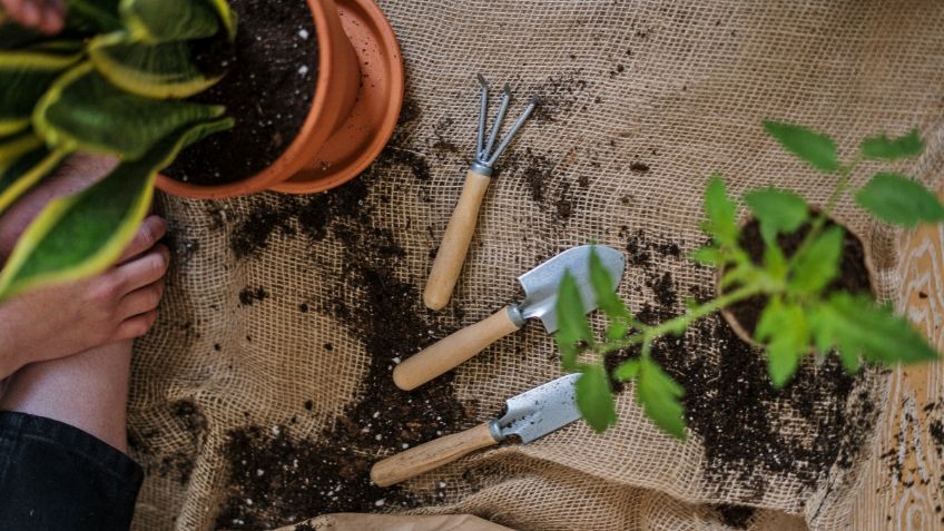 ¿Eres la señora de las plantas? Estos mercados en la CDMX tienen la mejor tierra y semillas para sembrar