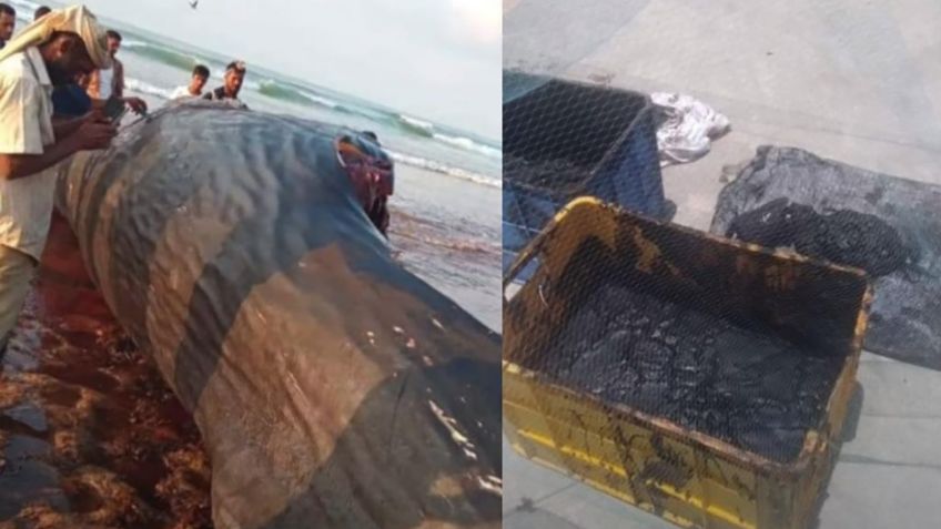 Pescadores encuentran tesoro dentro de ballena encallada y, ¡se vuelven millonarios!