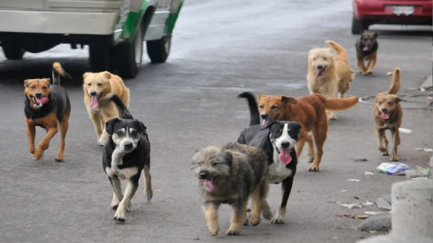 Perrito muestra su nobleza y lleva a comer a su amigo peludo a un negocio de comida