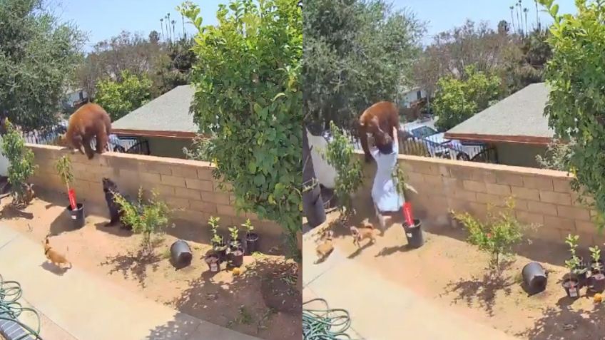 Mujer empuja y se enfrenta a osa para salvar a sus perros | VIDEO