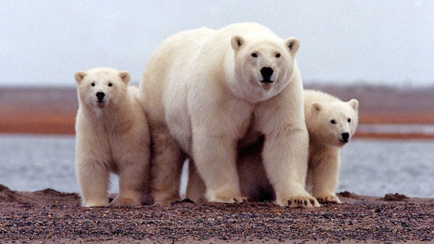 ¡Muy listos! Osos polares lanzan piedras y bloques de hielo para cazar morsas