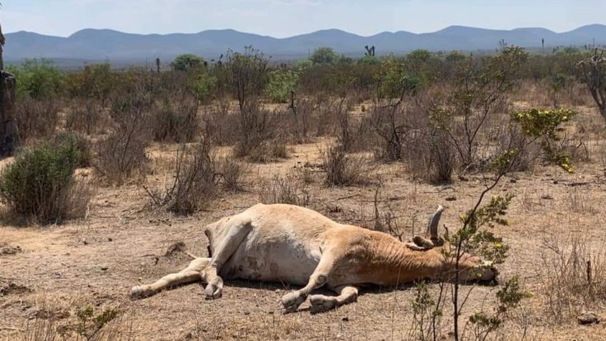 ¡Más que una leyenda! Qué especie es realmente el "Chupacabras" y cómo luce según los científicos