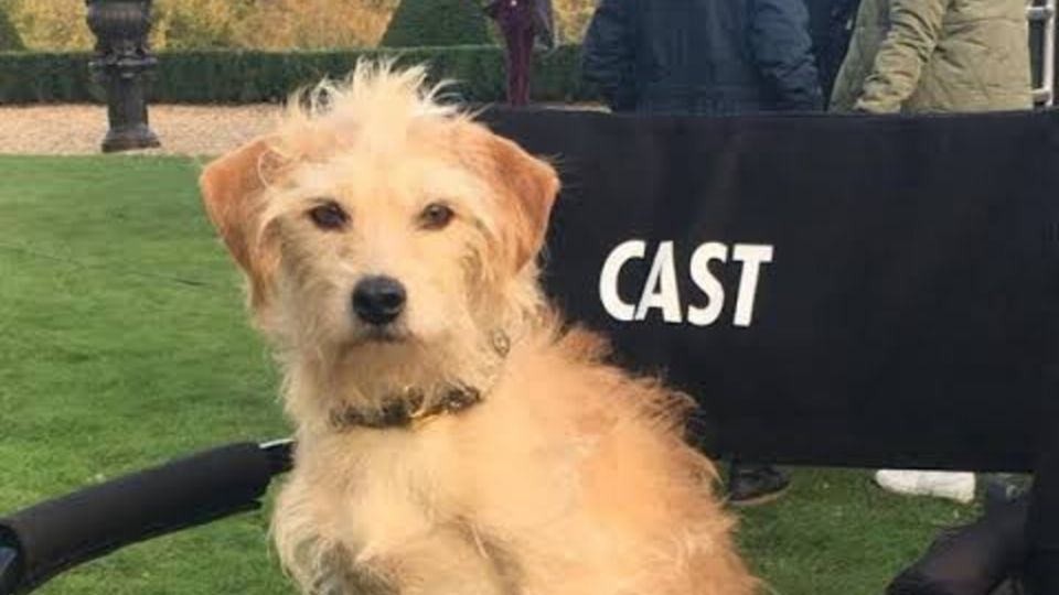 El perrito de la película no siempre fue una mascota feliz, su historia fue muy triste durante sus dos primeros años de vida. Foto: Twitter @graslandbunny