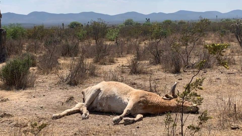 El chupacabras presuntamente se alimenta de la sangre del ganado.