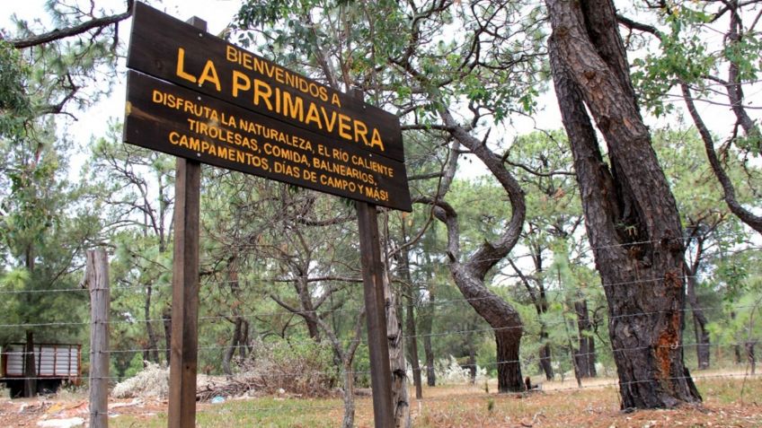 INDEP retira venta de terrenos del Bosque de La Primavera