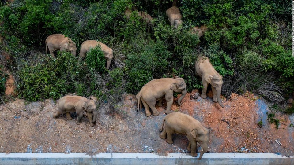 Esta manada se ha vuelto un fenómeno natural. Foto: Especial.