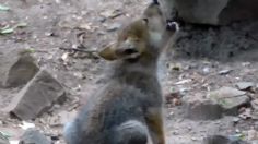 VIDEO VIRAL: Lobito de Chapultepec está robando el corazón de todos con su tierno aullido