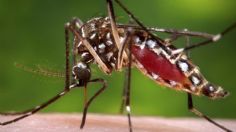 Casos de dengue en Jalisco disminuyeron