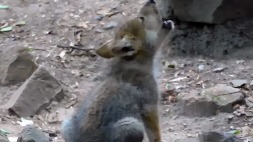 VIDEO VIRAL: Lobito de Chapultepec está robando el corazón de todos con su tierno aullido