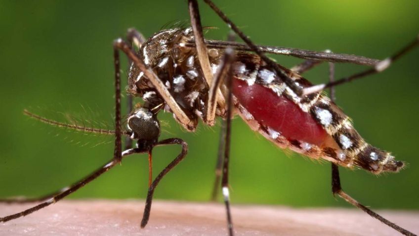 Casos de dengue en Jalisco disminuyeron