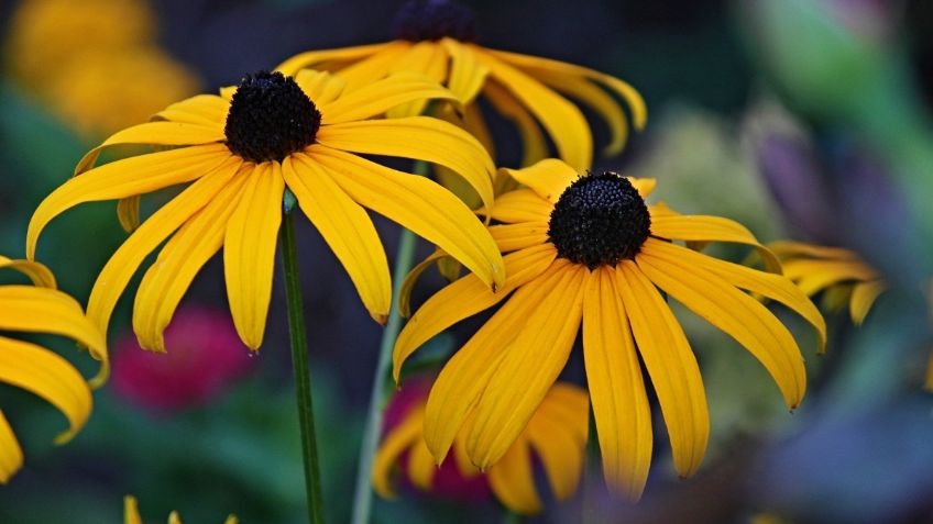 Jardines botánicos en la CDMX; conoce estas joyas para disfrutar este fin de semana