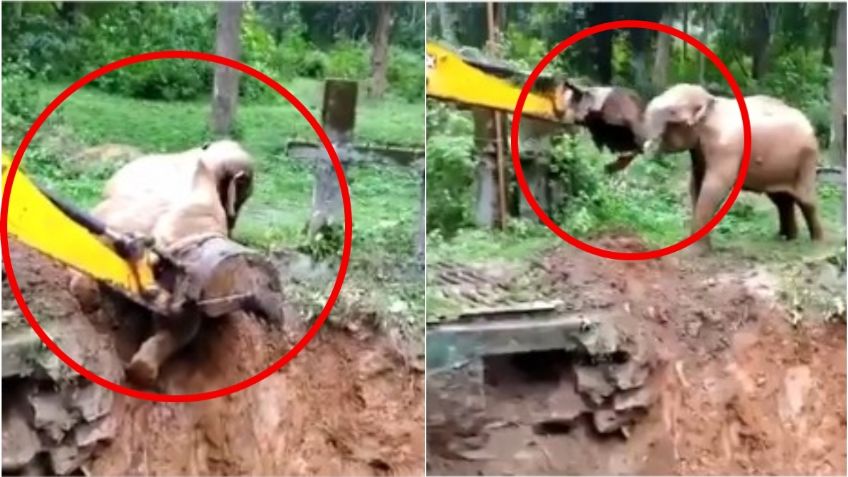 VIDEO VIRAL: Así agradece un elefante a excavadora por rescatarlo