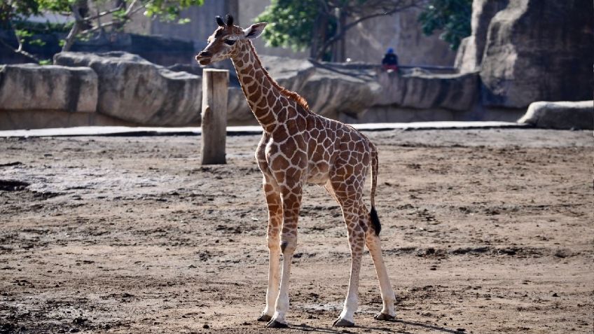 Conoce a esta jirafa bebé, la nueva integrante del Zoológico de San Juan de Aragón