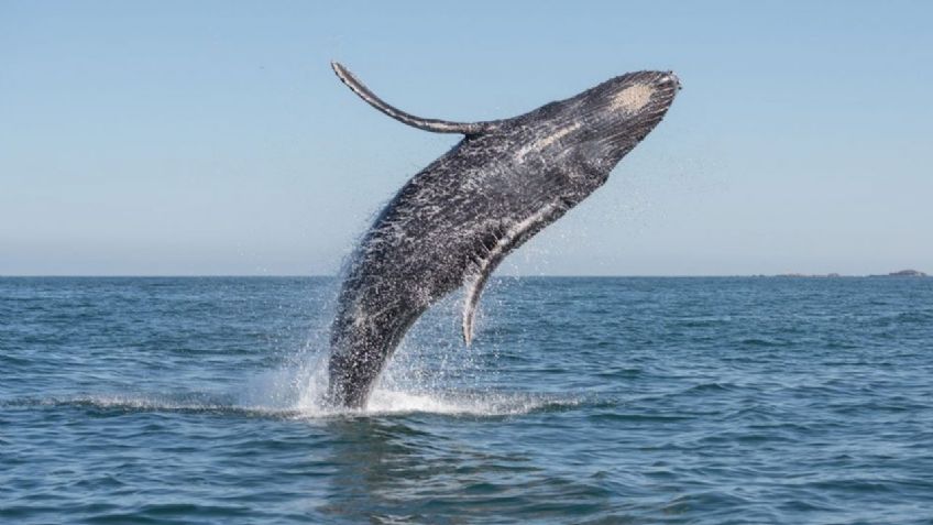 ¡Igual que a Pinocho! Ballena se traga a un pescador y después lo escupe; vive para contarlo