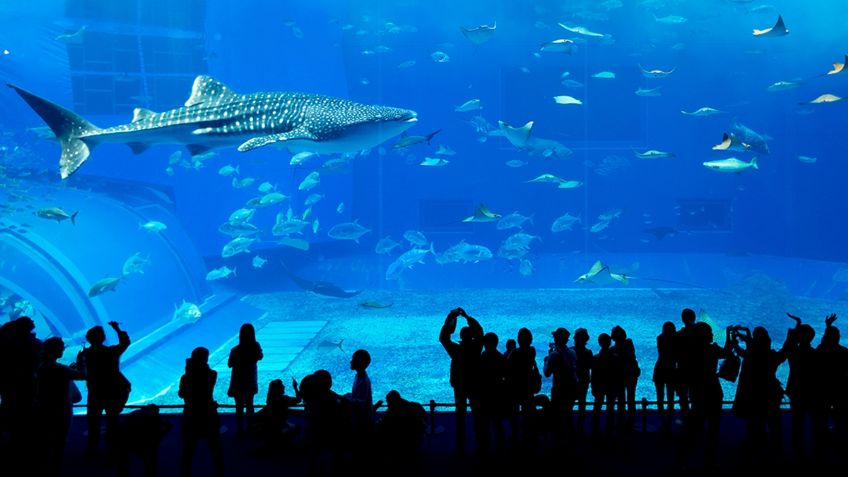 Acuario Michin, el mar de diversión para los habitantes de Jalisco y sus visitantes; ¿Qué resguarda este lugar?