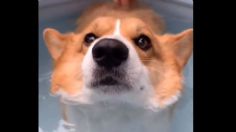 Ésta es la razón por la que un perro corgi JAMÁS se va a hundir en el agua