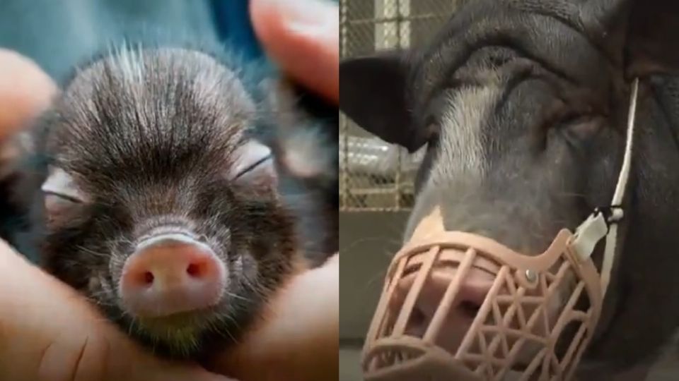 El cerdito era tan tierno y pequeño que la joven china creyó que no crecería. Foto: Captura