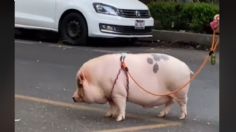 VIDEO VIRAL: Pasea su cerdito como si fuera perro y conquista las redes