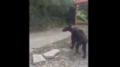 Circula video de oso desnutrido en Nuevo León; regios piden ayuda hasta a Samuel García