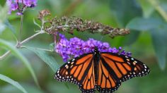 Guadalajara cuenta con un impresionante mariposario; ¿Sabes dónde está este singular lugar?