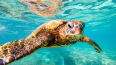 16 de Junio, Día Internacional de la Tortuga Marina; ¿Cómo ayudar a la preservación de esta especie?