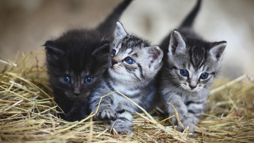 Video Viral: Gatitos hacen su casa en el cofre de un carro; es lo mejor que verás hoy