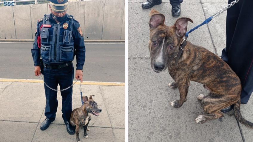 Policía adopta perrito que encontró amarrado a un poste de luz y enternece en redes: FOTOS