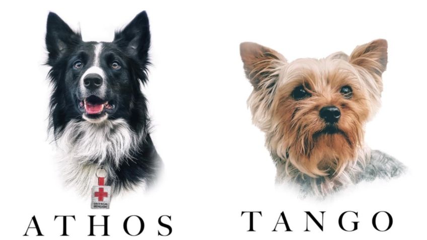 Envenenan a Athos y Tango, perritos rescatistas de la Cruz Roja