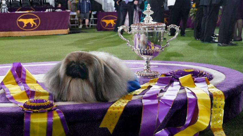 Conoce al perrito "más hermoso del mundo", su nombre es Wasabi | FOTOS