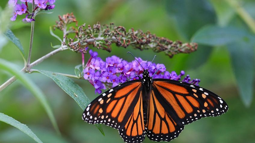 Guadalajara cuenta con un impresionante mariposario; ¿Sabes dónde está este singular lugar?