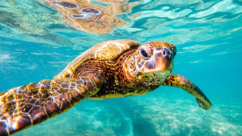 16 de Junio, Día Internacional de la Tortuga Marina; ¿Cómo ayudar a la preservación de esta especie?