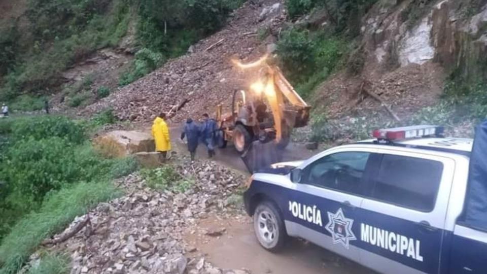 Además, se acordono a varios arboles en la capital.

Foto: Especial