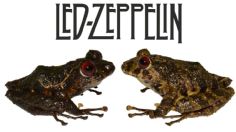 Nueva especie de rana en Ecuador es nombrada Led Zeppelin en honor a la legendaria banda