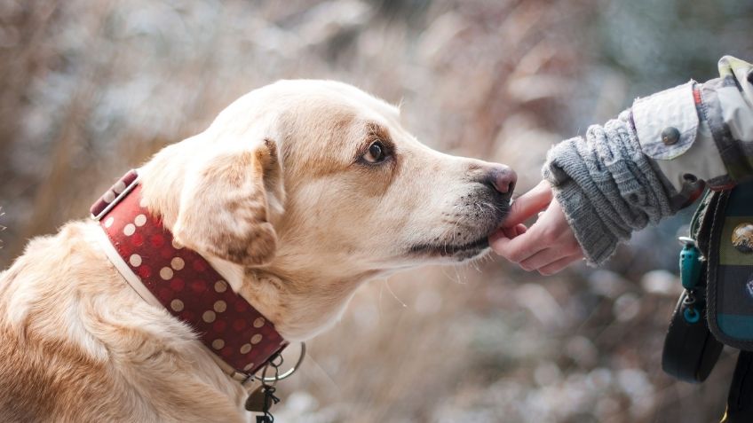 En México, los perros son los preferidos