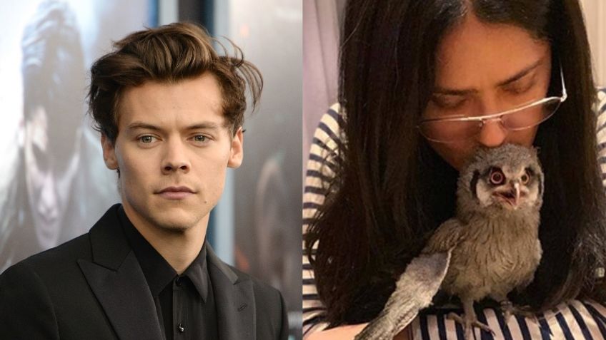 Así fue cómo Harry Styles terminó VOMITADO por la mascota de Salma Hayek