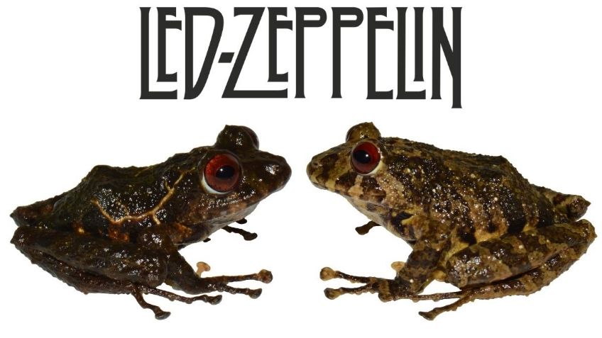 Nueva especie de rana en Ecuador es nombrada Led Zeppelin en honor a la legendaria banda