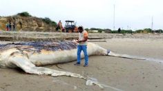 Entierran en Ecuador a una ballena jorobada que quedó varada en una playa | VIDEO