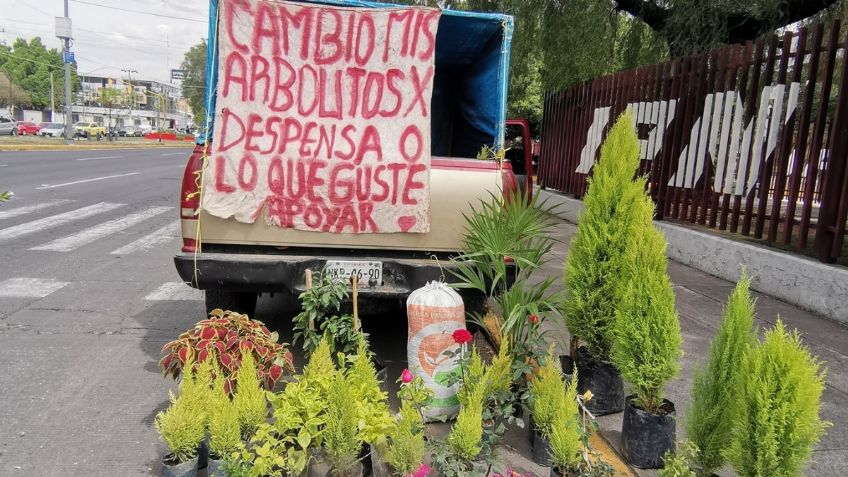 Joven se hace VIRAL al cambiar sus plantas y arbolitos por despensa