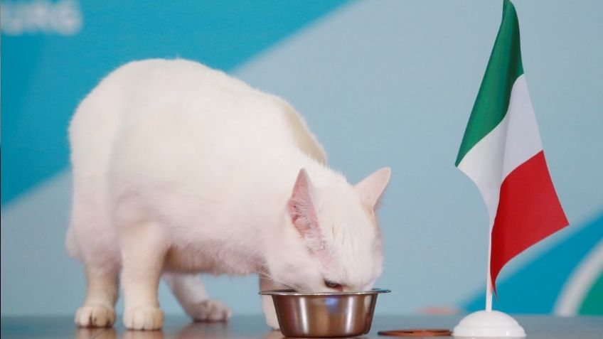 Mejor que Mhoni Vidente; este tierno gato adivina todos los resultados de la Eurocopa