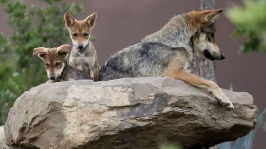 ¡Elige el tuyo! Invitan a escoger nombres para cachorros de lobo en el Zoológico de Chapultepec