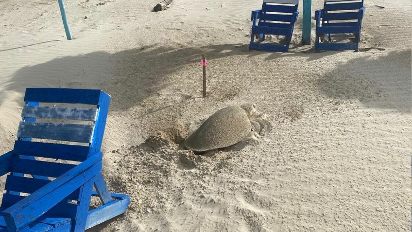 Tortugas lora visitan Playa Miramar con el clima perfecto