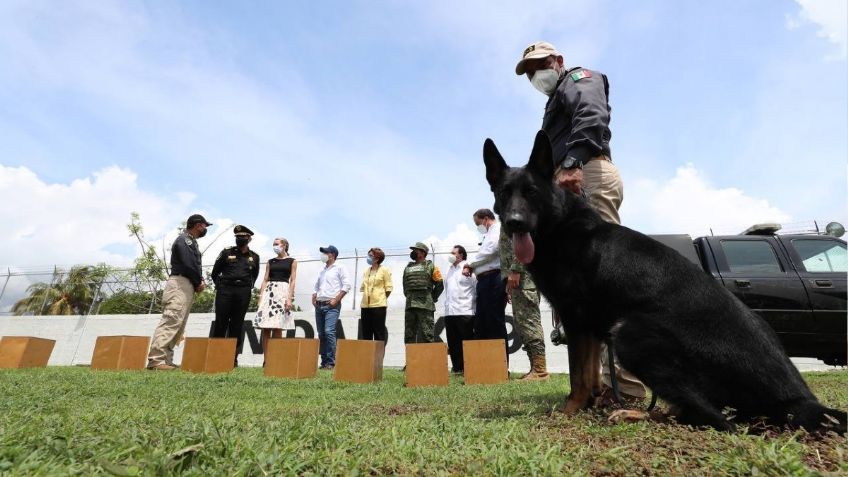 Elementos caninos detectan COVID-19 en Yucatán