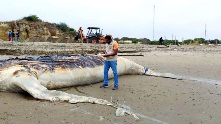 Entierran en Ecuador a una ballena jorobada que quedó varada en una playa | VIDEO