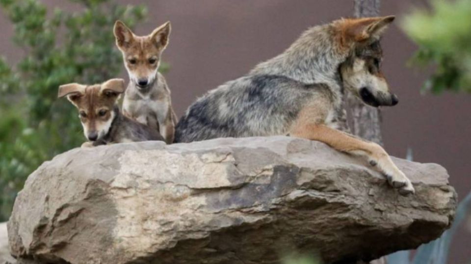 El nacimiento de la camada representa esperanza en la especie.

Foto: Especial