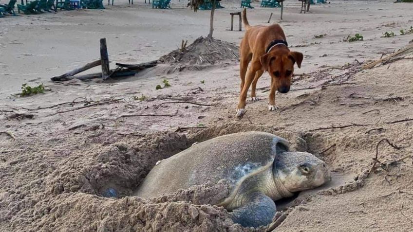 Conoce a "Solovino", el protector canino de las tortugas Lora en Playa Miramar