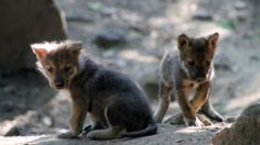 PAN pide informe sobre el manejo de animales silvestres en zoológicos en la CDMX